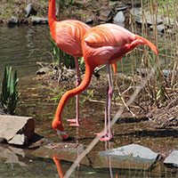 Two flamingos standing next to eachother by a small pond