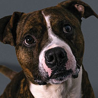 Dog looking at the camera and wagging his tail
