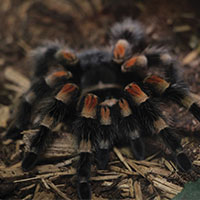 A pretty tarantuala at the zoo.