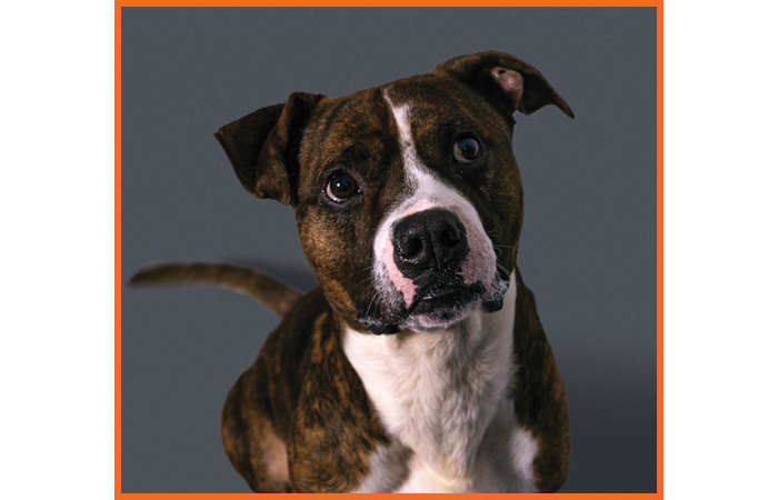 A brown/white dog looking into the camera with his tail waggin in the background